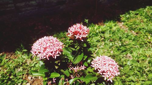 Close-up of pink flowers blooming outdoors