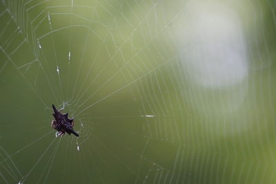 Close-up of spider on web