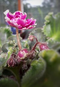 Close-up of pink flowers
