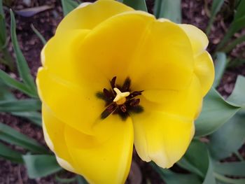 Close-up of insect on yellow flower