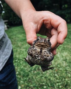 Cropped image of hand holding lizard