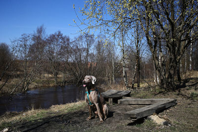 Dog in a lake