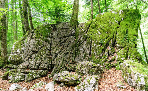 Trees growing in forest