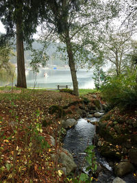 Scenic view of river amidst trees in forest
