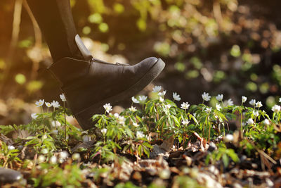 Low section of person walking on plants