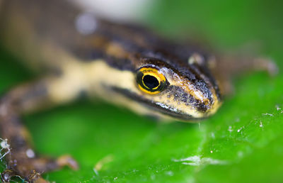 Close-up of frog on leaf