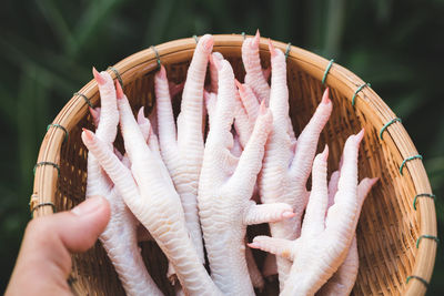 Close-up of hand holding fish in basket