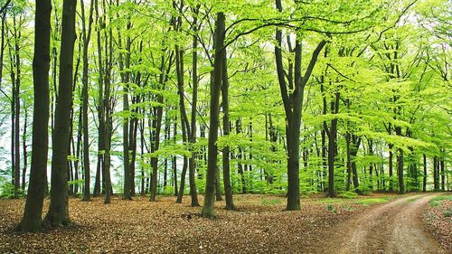 Trees in forest