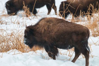 Bison side view in yellowstone national park