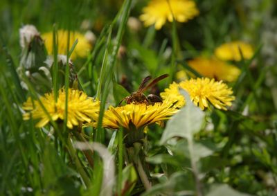Close-up of insect on yellow flower