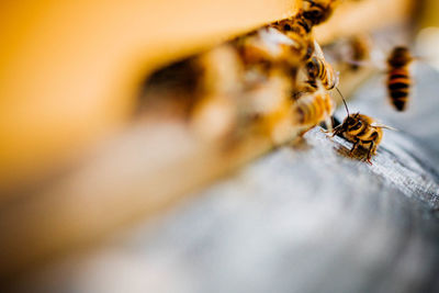 Close-up of honey bees on wood