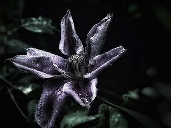 Close-up of flowers