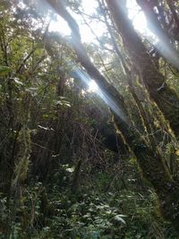 Low angle view of trees in forest