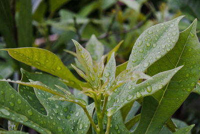 Close-up of wet plant leaves during rainy season