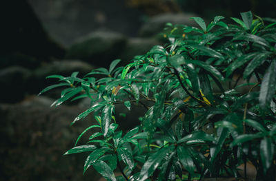 Close-up of fresh green plant