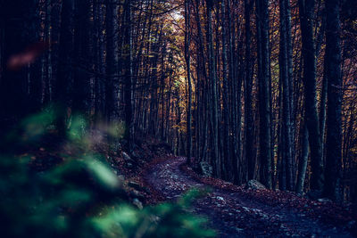 Forest road for woodcutter italian alps