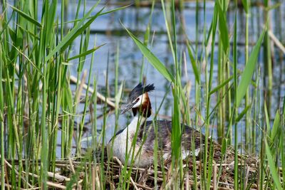 View of a bird on grass