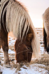 Close-up of horse grazing on field during winter