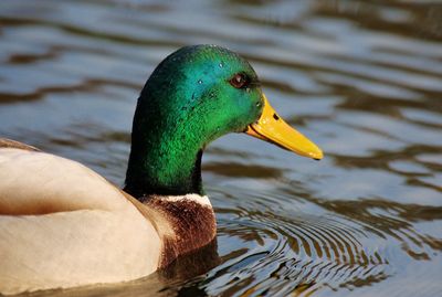 A duck looking to the right with water dripping from the head.