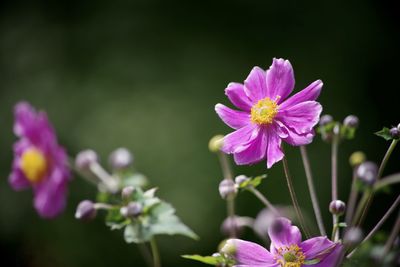 Close-up of pink flowering plant