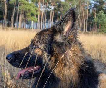 Close-up of a dog