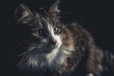 Close-up of cat