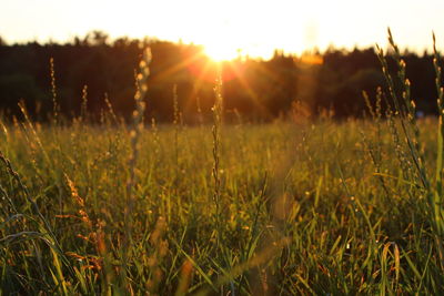 Scenic view of grassy field at sunset