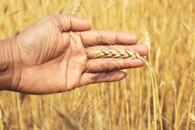 Close-up of hand holding wheat on agricultural field