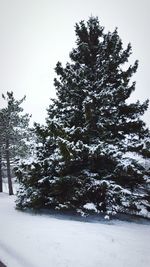 Trees against sky during winter