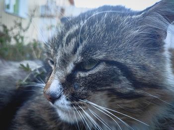 Close-up of a cat looking away