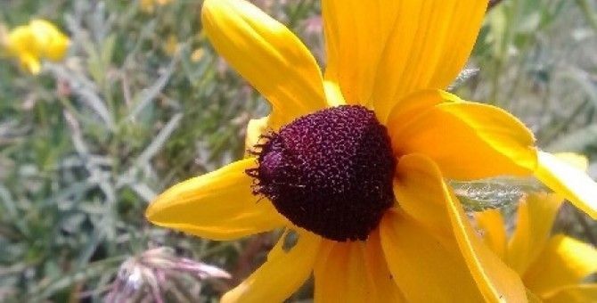 CLOSE-UP OF YELLOW FLOWER BLOOMING