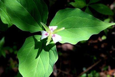 Close-up of flowers