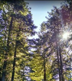 Low angle view of trees against sky