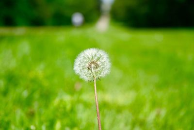 Close-up of dandelion flower on field