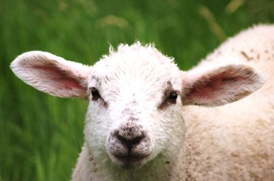 Close-up portrait of a sheep