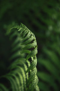 Close-up of fern