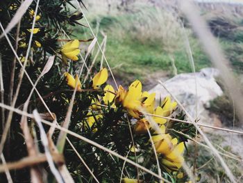 Close-up of yellow flowers