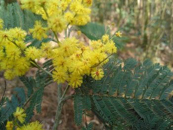 Close-up of yellow flowering plant