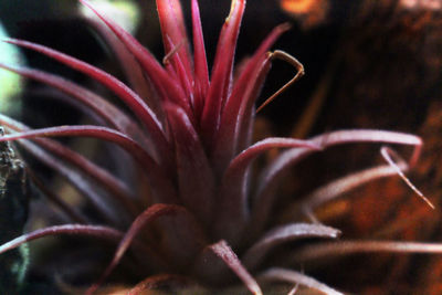 Close-up of red flower