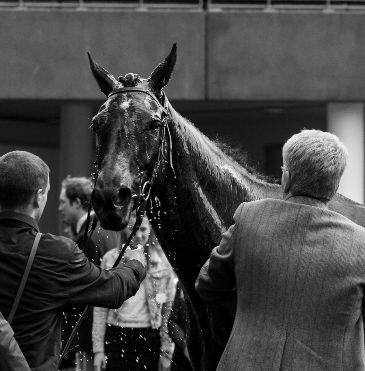 animal themes, domestic animals, horse, mammal, one animal, indoors, dog, livestock, working animal, two animals, men, day, pets, bridle, togetherness, standing, portrait, focus on foreground, full length