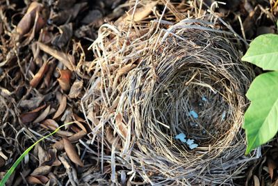 Directly above shot of nest on field