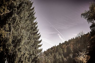Low angle view of trees against clear sky