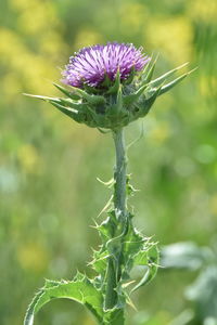 Close-up of thistle flower