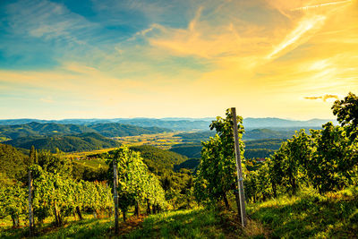 Colorfull landscape of sunset at vineyards in austrian countryside in town kitzeck im sausal.