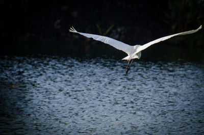 Seagull flying over a lake