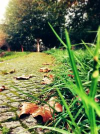 Close-up of leaves on grassy field