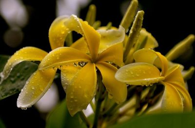 Close-up of water drops on flower