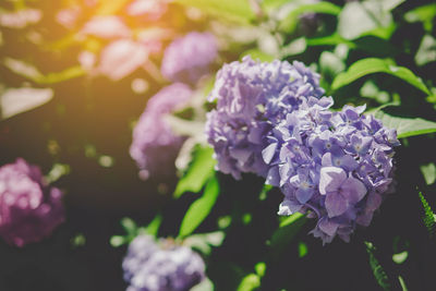 Close-up of purple flowering plant