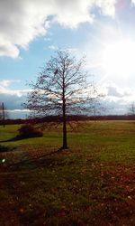 Trees on field against sky