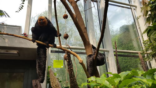 Low angle view of monkeys sitting on tree